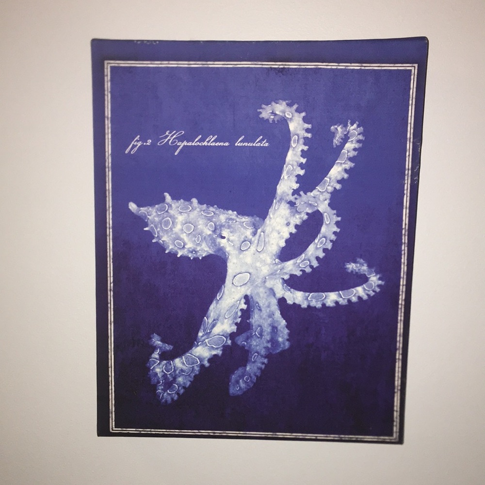 Octopus canvas